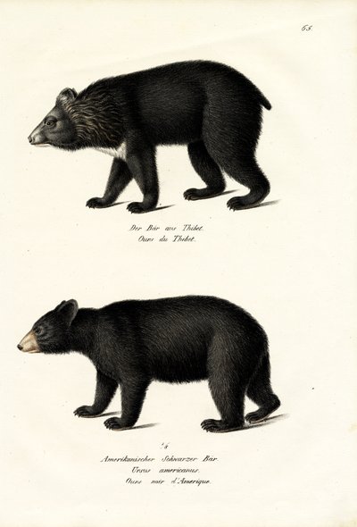 हिमालयन ब्लैक बेयर, 1824 द्वारा कार्ल जोसेफ ब्रोड्टमैन
