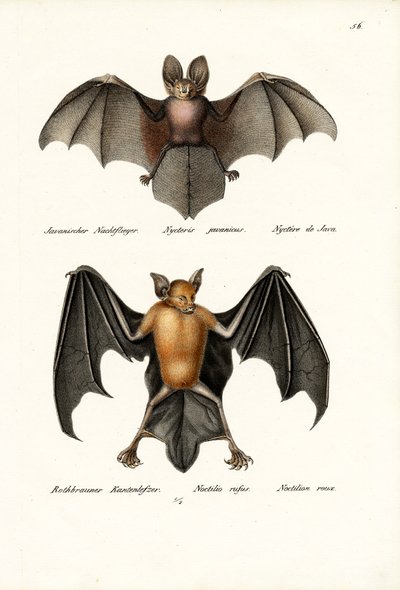 खोखला-चेहरा चमगादड़, 1824 द्वारा कार्ल जोसेफ ब्रोड्टमैन