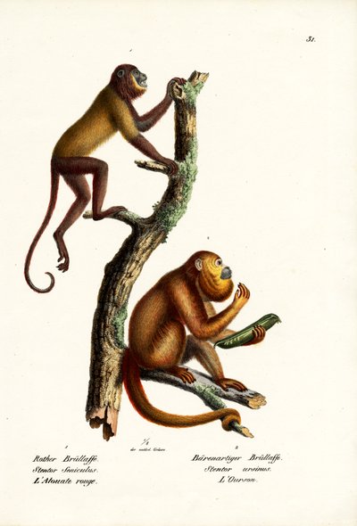 रेड हाउलर बंदर, 1824 द्वारा कार्ल जोसेफ ब्रोड्टमैन