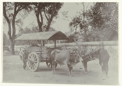  द्वारा कसियन सेफस