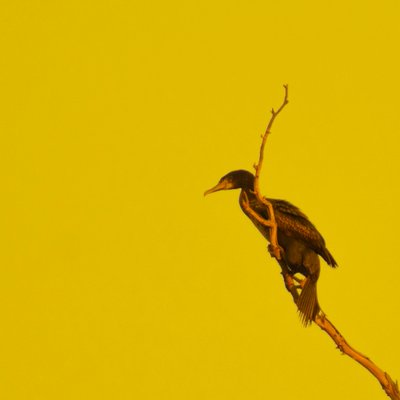  द्वारा कत्था लकड़ी