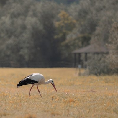  द्वारा कत्था लकड़ी