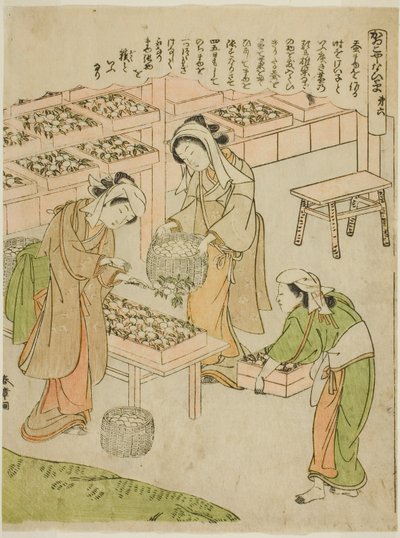 प्लेट 6 (नए काते गए कोकून की जांच), quot;काइको याशिनाई-गुसाquot; श्रृंखला से द्वारा कटसुकावा शुंशु