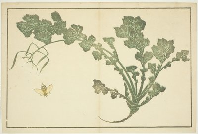 ततैया और शलजम का डंठल, quot;होकुसाई के यथार्थवादी चित्रों की चित्र पुस्तक (होकुसाई शशिन गफू)quot; से द्वारा कत्सुशिका होकुसाई