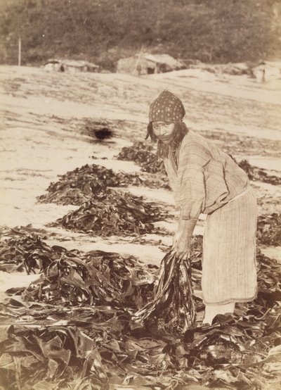 Ainu महिला कटाई समुद्री शैवाल, c.1900 (एल्बम सिल्वर प्रिंट) द्वारा Kenzô Tamoto