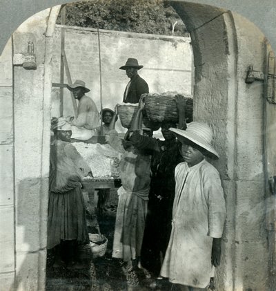 पॉड्स, डोमिनिका, बीडब्ल्यूआई, 1893 से कोको फ्रेश। द्वारा कीस्टोन व्यू कंपनी