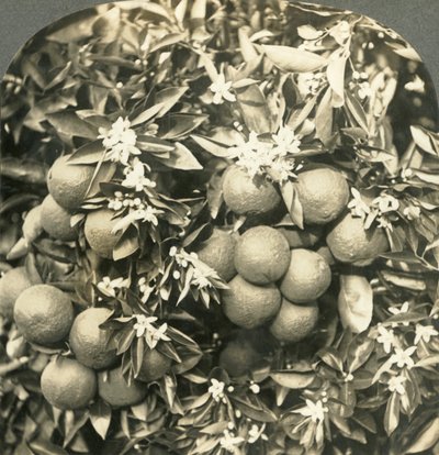 ऑरेंज ब्लॉसम और परिपक्व संतरे एक ही पेड़, कैलिफोर्निया, c1900 पर बढ़ते हैं। द्वारा कीस्टोन व्यू कंपनी