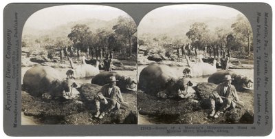 Mlembo नदी, रोडेशिया, अफ्रीका, 1910 पर एक सुबह के हिप्पोपोटेमस हंट का परिणाम द्वारा कीस्टोन व्यू कंपनी