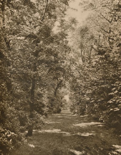 अर्ल कोर्ट रोड के कुछ सौ गज के भीतर एक वुडलैंड ग्लेड, c1935। द्वारा राजा