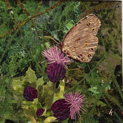 फ्लिट - थिसल पर व्यंग्य तितली द्वारा Kirstie Adamson