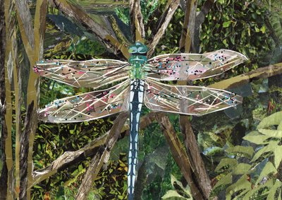 फ़िरोज़ा ड्रैगनफ़्लू द्वारा Kirstie Adamson