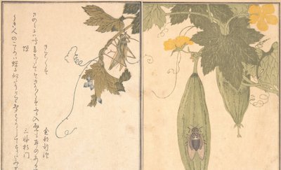 ग्रासहॉपर किरिगिरिसु, सिकाडा सेमी..., 1788। द्वारा किटगावा उतामारो