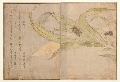 हिगुरशी और मकड़ी, 1788 (लकड़ी का गोला) द्वारा किटगावा उतामारो