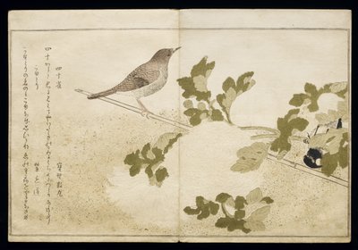 P.332-1946 Vol.2 f.2 मंचूरियन ग्रेट टिट और एक रॉबिन, एक एल्बम &39;बर्ड्स इन ह्यूमरस सॉन्ग&39;, 1791 (कलर वुडब्लॉक प्रिंट) द्वारा किटगावा उतामारो