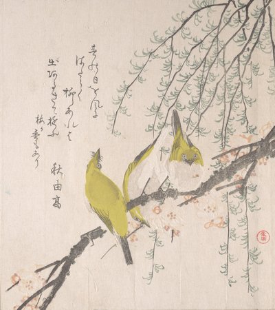 बेर के पेड़ और विलो के साथ जापानी सफेद-आंखें..., ca. 1810. द्वारा कूबो शुमन