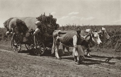 रोमानिया: मिट्टी के बर्तनों का व्यापारी (श्वेत चित्र) द्वारा कर्ट Hielscher