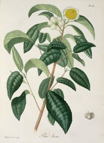 जोसेफ रॉक्स (1772-1850) द्वारा &39;फाइटोग्राफी मेडिक&39; से कैमेलिया थिया, 1821 में प्रकाशित द्वारा एलएफजे होक्वार्ट