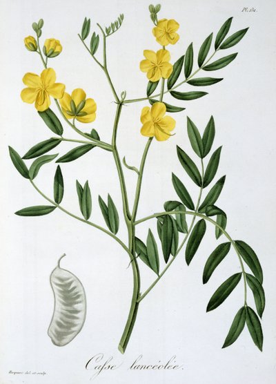 जोसेफ रोक्स (1772-1850) द्वारा &39;फाइटोग्राफी मेडिक&39; से कैसिया, 1821 में प्रकाशित द्वारा एलएफजे होक्वार्ट