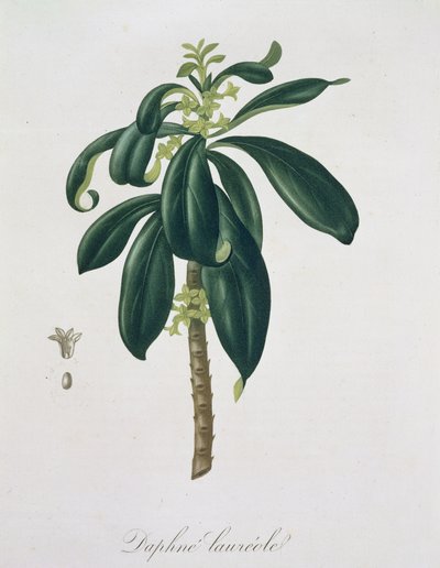 जोसेफ रोक्स (1772-1850) द्वारा &39;फाइटोग्राफ़ी मेडिक&39; से डैफ़ने लॉरेडा, 1821 में प्रकाशित द्वारा एलएफजे होक्वार्ट