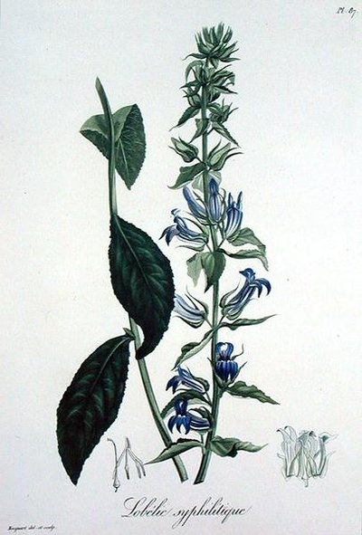 जोसेफ रोक्स (1772-1850) द्वारा 'फाइटोग्राफी मेडिकल' से लोबेलिया सिफिलिटिका, 1821 में प्रकाशित (उत्कीर्णन) द्वारा एलएफजे होक्वार्ट