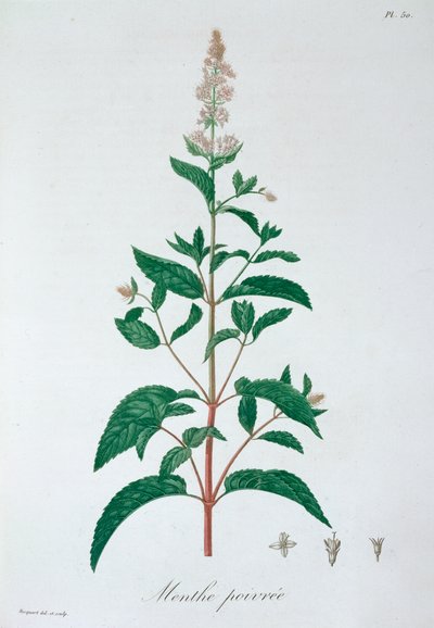 मेंथा पिपेरिटा पेपरमिंट, 1821 द्वारा एलएफजे होक्वार्ट