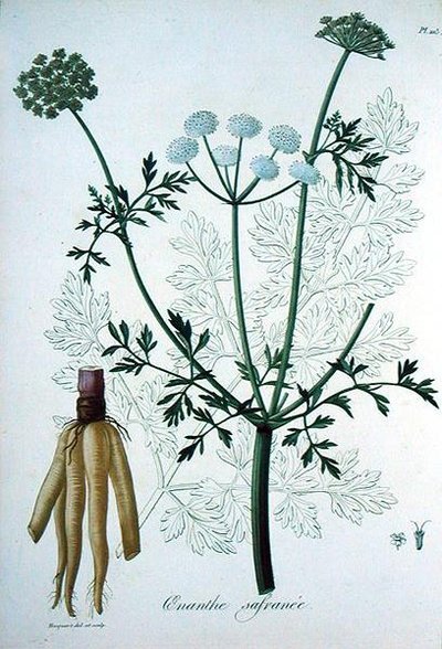 जोसेफ रोक्स (1772-1850) द्वारा 'फाइटोग्राफी मेडिकल' से ओएंथे क्रोकाटा, 1821 में प्रकाशित (उत्कीर्णन) द्वारा एलएफजे होक्वार्ट
