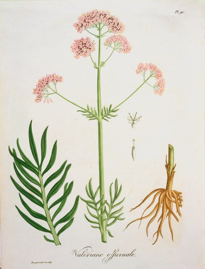 जोसेफ रोक्स (1772-1850) द्वारा &39;फाइटोग्राफी मेडिक&39; से वेलेरियन, 1821 में प्रकाशित द्वारा एलएफजे होक्वार्ट