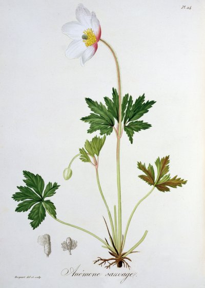 जोसेफ रोक्स (1772-1850) द्वारा &39;फाइटोग्राफी मेडिक&39; से लकड़ी एनीमोन, 1821 में प्रकाशित द्वारा एलएफजे होक्वार्ट
