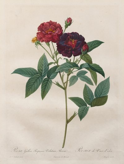 गुलाब के फूल: रोजा गैलिका पुरपुरिया वेलुटिना पर्व, 1817-1824। द्वारा लैंग्लोइस