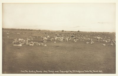 लैम्बिंग कैंप, 1894। द्वारा लैटन एल्टन हफमैन