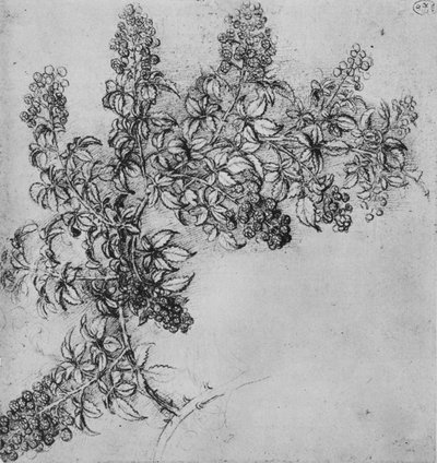 ब्लैकबेरी की एक शाखा, c1480 1945 द्वारा लियोनार्डो दा विंची