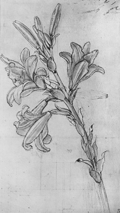 ए लिली, c1480 1945 द्वारा Leonardo da Vinci