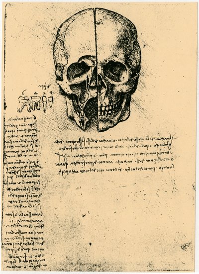 मानव खोपड़ी का शारीरिक स्केच, c1472-1519 द्वारा लियोनार्डो दा विंची