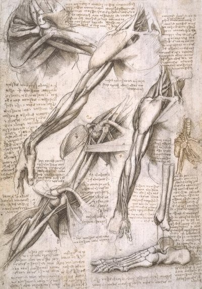 एनाटॉमी पढ़ाई द्वारा Leonardo da Vinci