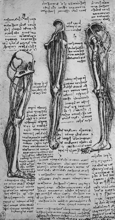 एक लेग लेग दिखाते हुए ड्रॉ ऑफ बोन्स एंड टेंडन्स, c1480 1945 द्वारा लियोनार्डो दा विंची
