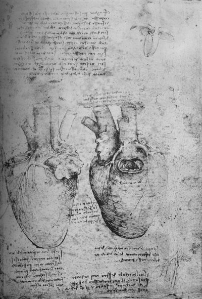 दिल के दो चित्र, c1480 1945 द्वारा Leonardo da Vinci