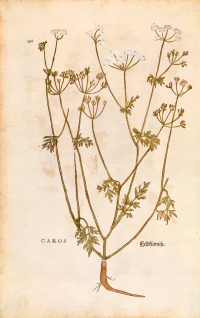कैरवे - कैरम कार्वी (कैरोस) लियोनहार्ट फुच्स द्वारा डी हिस्टोरिया स्टिरपियम कमेंटरी इन्सिग्नेस (पौधों के इतिहास पर उल्लेखनीय टिप्पणियां) रंगीन उत्कीर्णन द्वारा लियोनहार्ड फुच्स