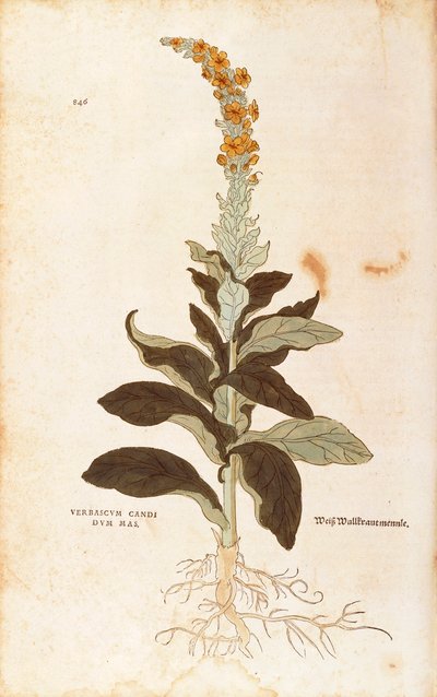 Mullein - Verbascum Thapsus (Verbasco सफेद नर) लियोनहार्ट फुच्स द्वारा जातिवाद के इतिहास से (पौधों के इतिहास पर उल्लेखनीय टिप्पणियां), रंगीन उत्कीर्णन द्वारा लियोनहार्ड फुच्स