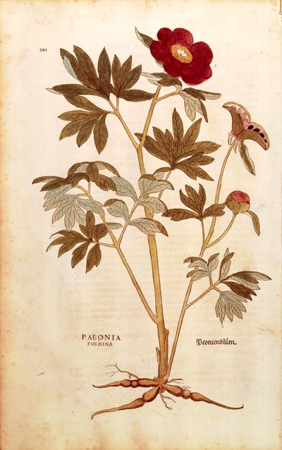 Peony - Paeonia officinalis (Paeonia foemina) लियोनहार्ट फुच्स द्वारा डी हिस्टोरिया स्टिरपियम कमेंटरी इन्सिग्नेस (पौधों के इतिहास पर उल्लेखनीय टिप्पणियां), रंगीन उत्कीर्णन द्वारा लियोनहार्ड फुच्स