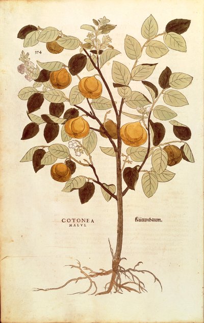 Quince - लियोनहार्ट फुच्स द्वारा Cydonia oblonga (पौधों के इतिहास पर उल्लेखनीय टिप्पणियाँ), रंगीन उत्कीर्णन द्वारा लियोनहार्ड फुच्स