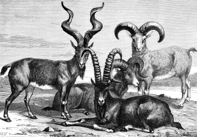 माउंटेन भेड़ और आइबेक्स, c1890 द्वारा उगाही