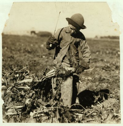 स्टर्लिंग, कोलोराडो, 1915 के पास, अपने घुटने को &39;हुक&39; करने के बाद एलेक्स रीबेर ने 7 साल की उम्र में चीनी बीट की टॉपिंग की द्वारा लेविस विक्स हाइन