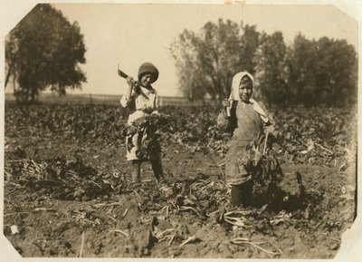 अमेलिया और मैरी लुफ्ट, 9 और 12, स्टर्लिंग, कोलोराडो, 1915 के पास खेत पर चुकंदर काटते हुए द्वारा लेविस विक्स हाइन