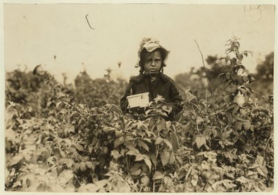 1909 में मैरीलैंड, बाल्टीमोर के पास खेतों में बेरी उठाते हुए एनी बिस्सी द्वारा लेविस विक्स हाइन