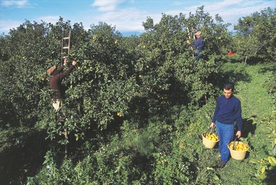 हार्वेस्टिंग बरगामोट, कैलाब्रिया, इटली (फोटो) द्वारा अज्ञात अज्ञात
