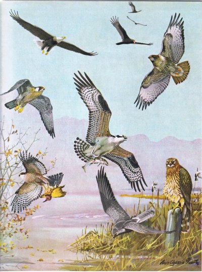 बाल्ड ईगल, टर्टल वल्चर, ईस्टर्न रेड टेल्ड हॉक, डक हॉक, अमेरिकन ऑस्प्रे, मार्श हॉक द्वारा लुइस अगासिज़ फुर्टेस