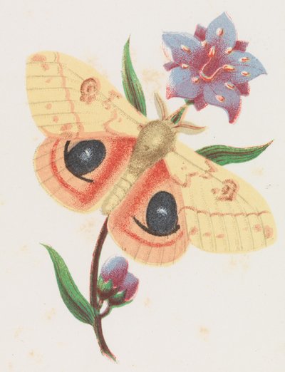 सल्फर पीकॉक मोथ, 1862। द्वारा लुइस प्रांग