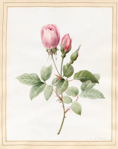 पिंक रोज़ एंड बड्स, 1826 (वेल्लम पर कुछ बॉडीकोल के साथ wc) द्वारा लुईस डॉकरेन्स