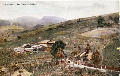 अप-कंट्री टी एस्टेट, सीलोन, c.1900-20 (हाथ से बनाई गई तस्वीर) द्वारा लिमिटेड सीलोन प्लाटे