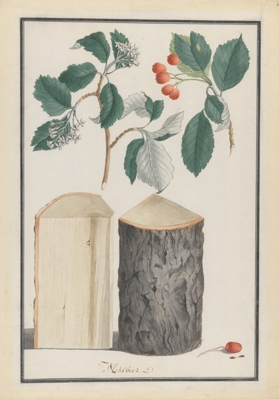 एक व्हाइटबीम सॉर्बस सबजेनस एरिया, 1788 की पत्तियों, फूलों, फलों और ट्रंक का अध्ययन। द्वारा लुडविग फ्लेगर